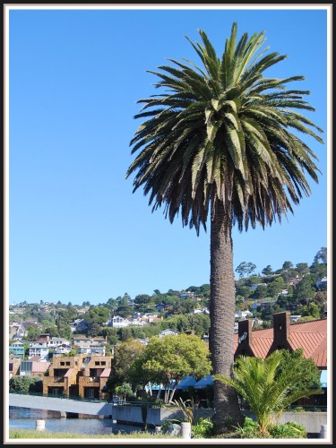 Fonds d'cran Voyages : Amrique du nord Etats-Unis Tiburon (Californie)