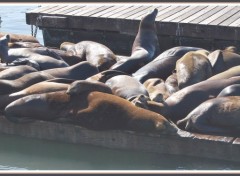 Fonds d'cran Animaux Otaries sur le quai 39