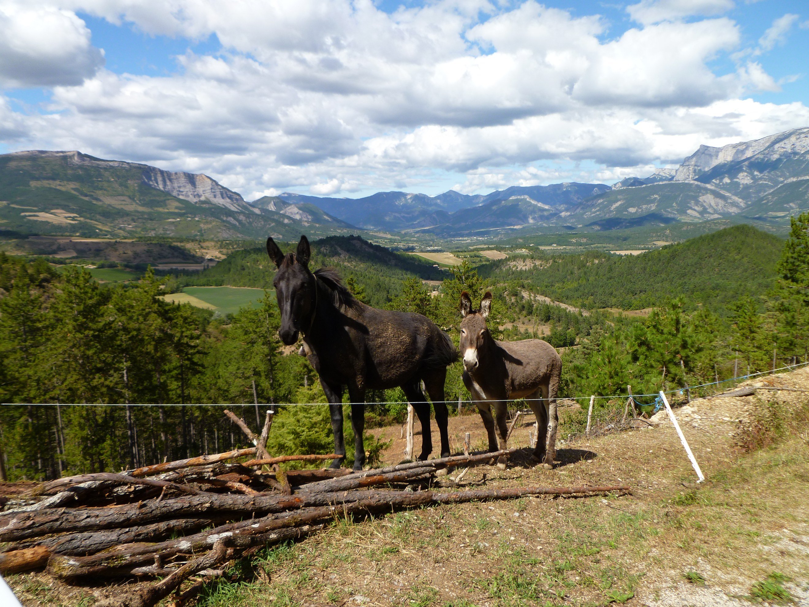 Fonds d'cran Animaux Anes 