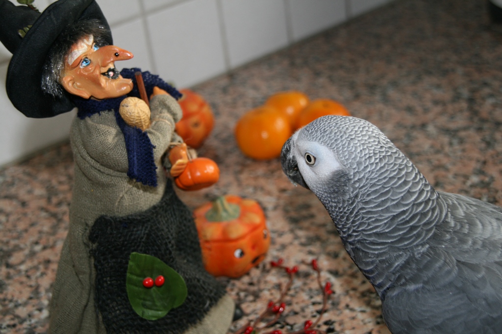 Wallpapers Animals Birds - Parrots Halloween