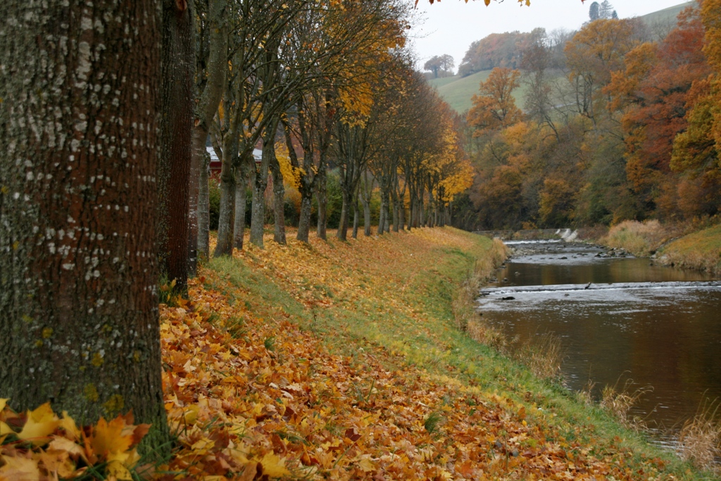 Wallpapers Nature Seasons - Fall Aux feuilles de l'eau