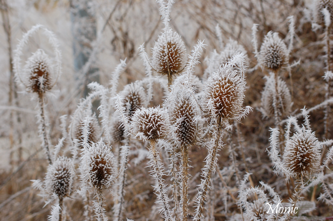 Fonds d'cran Nature Fleurs 