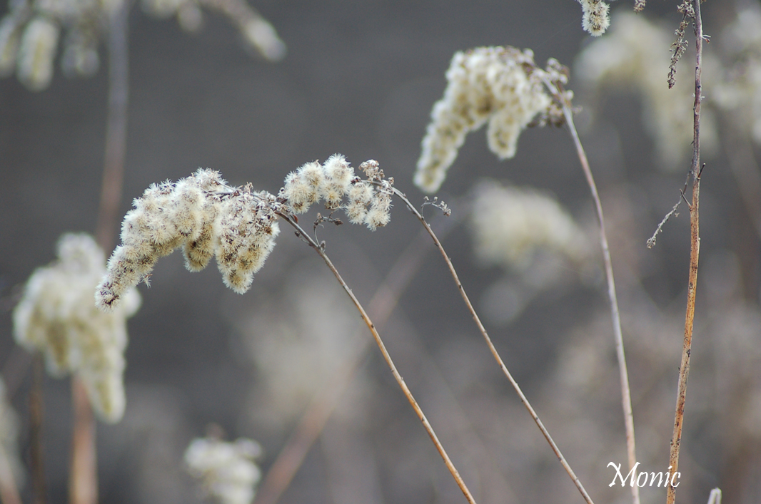 Wallpapers Nature Flowers 