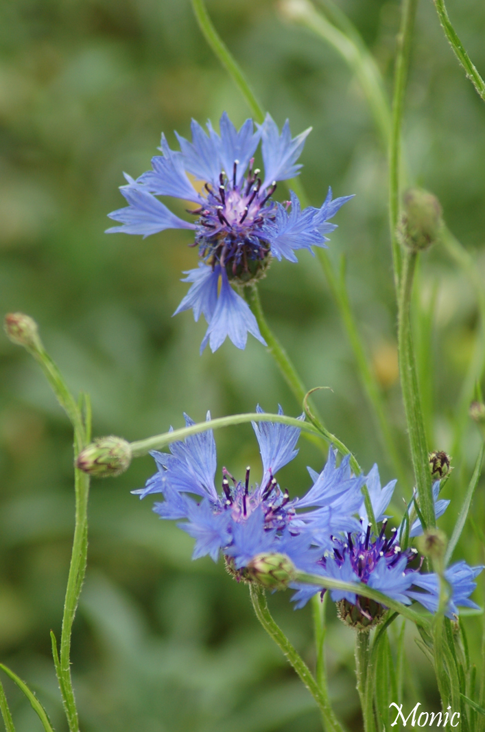 Fonds d'cran Nature Fleurs 