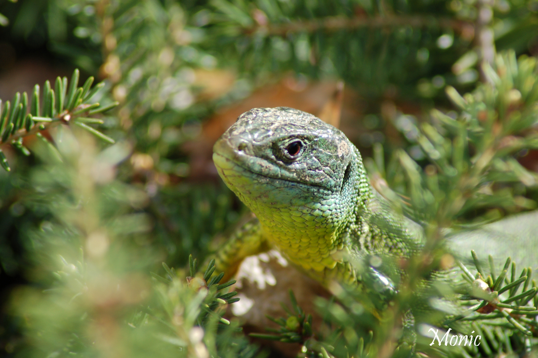 Fonds d'cran Animaux Lzards - Iguanes 