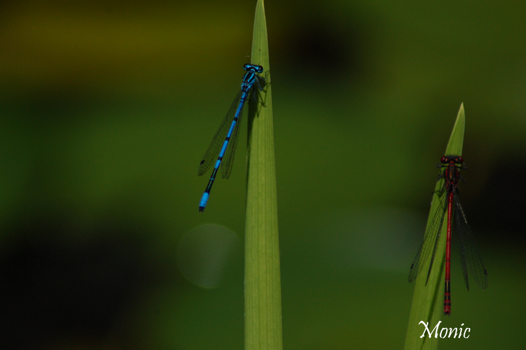 Fonds d'cran Animaux Insectes - Libellules 