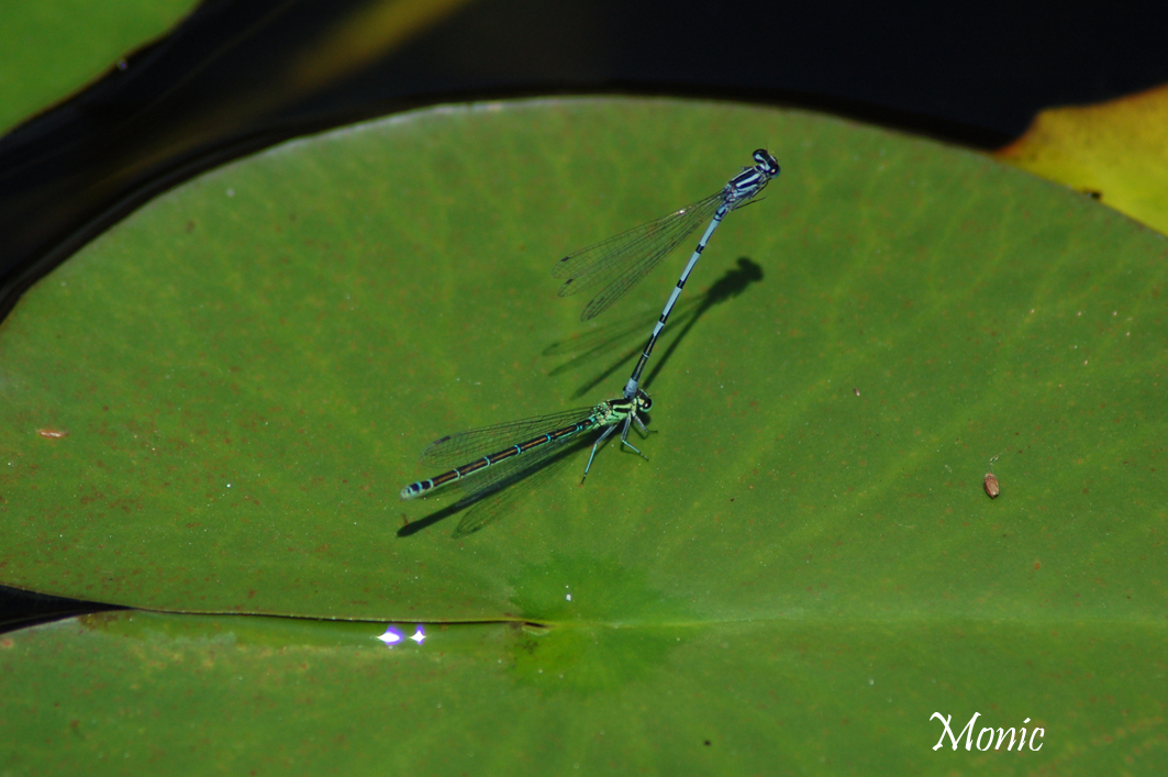 Fonds d'cran Animaux Insectes - Libellules 