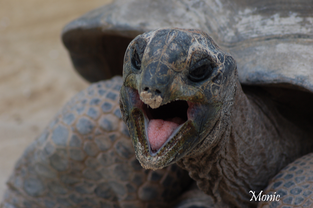 Fonds d'cran Animaux Tortues 