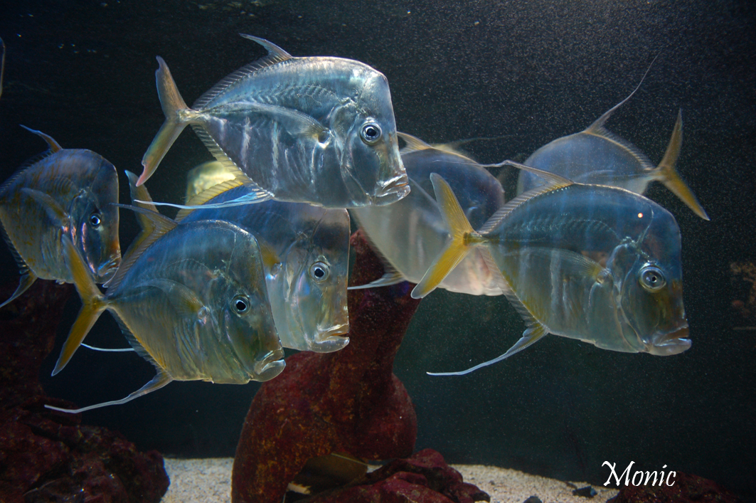 Fonds d'cran Animaux Vie marine - Poissons 