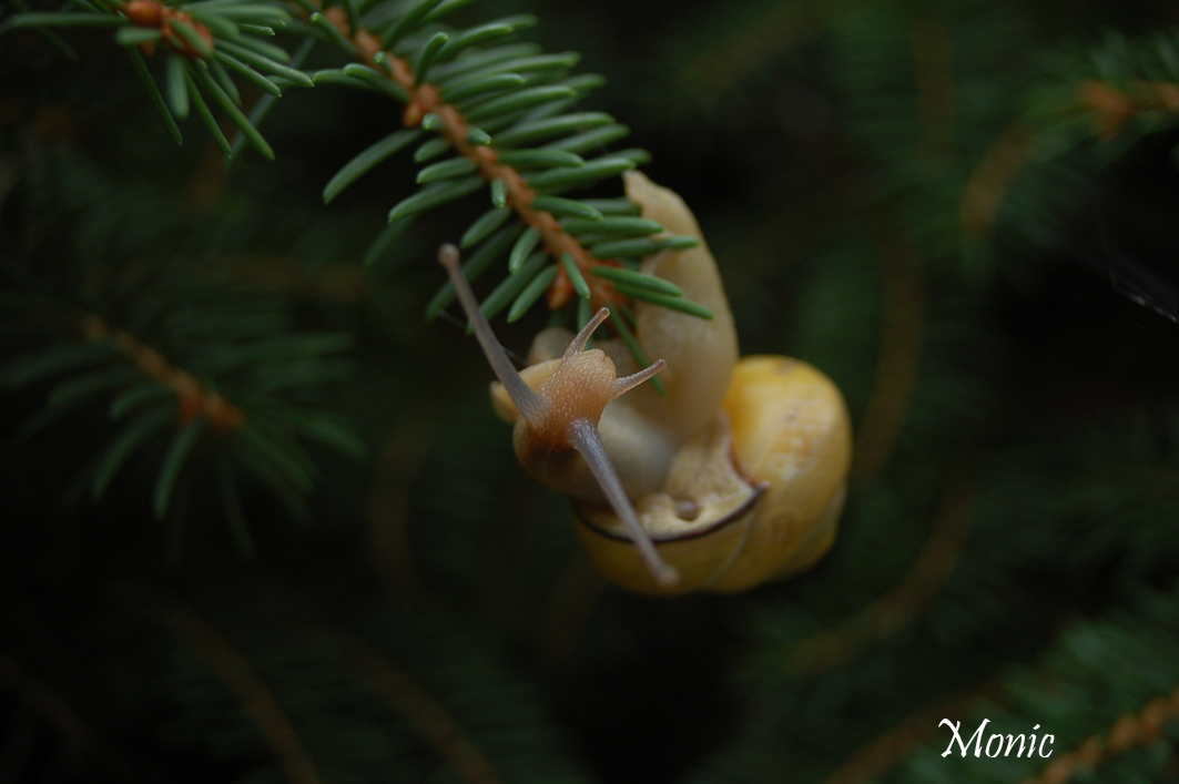 Fonds d'cran Animaux Escargots - Limaces 