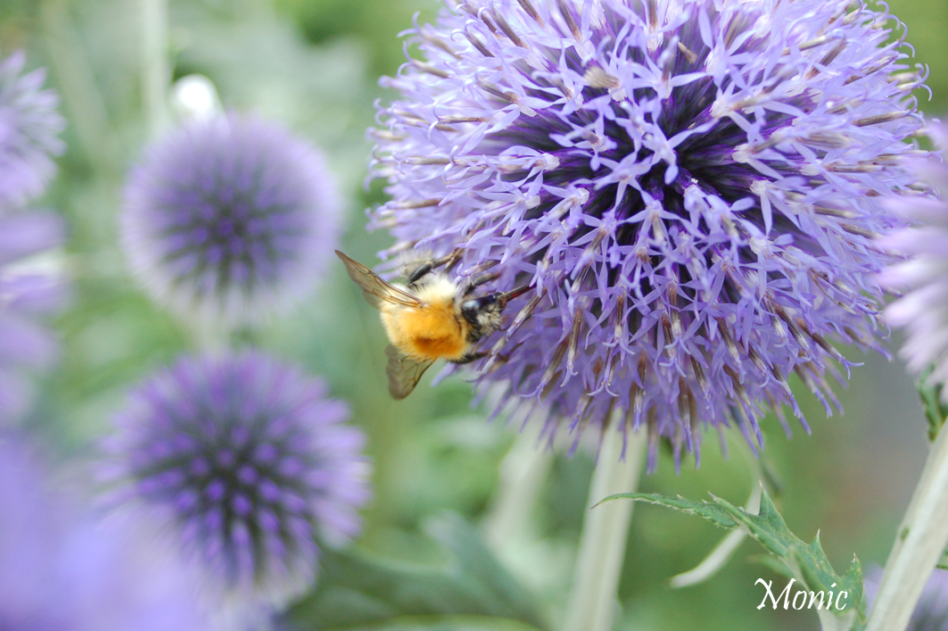 Fonds d'cran Animaux Insectes - Abeilles Gupes ... 