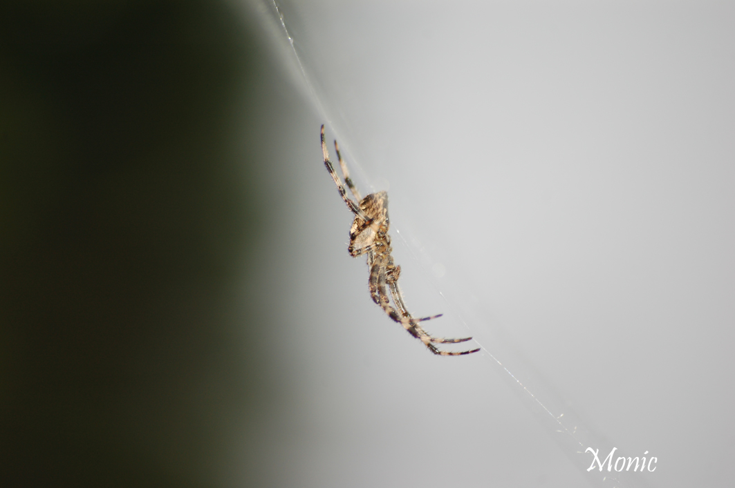 Wallpapers Animals Spiders 