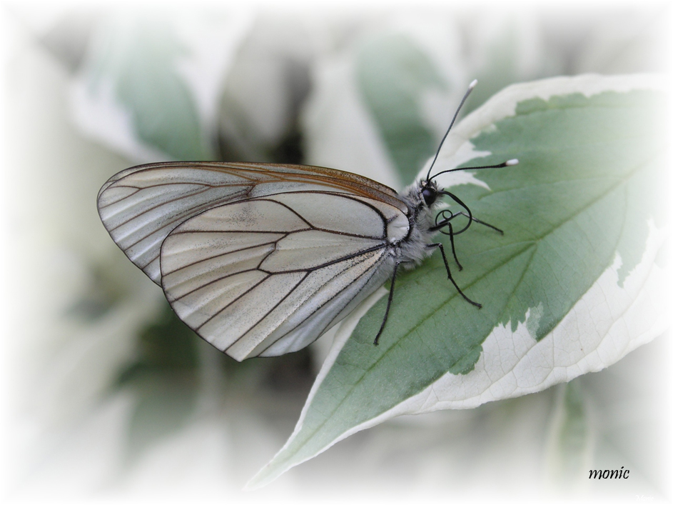 Fonds d'cran Animaux Insectes - Papillons 