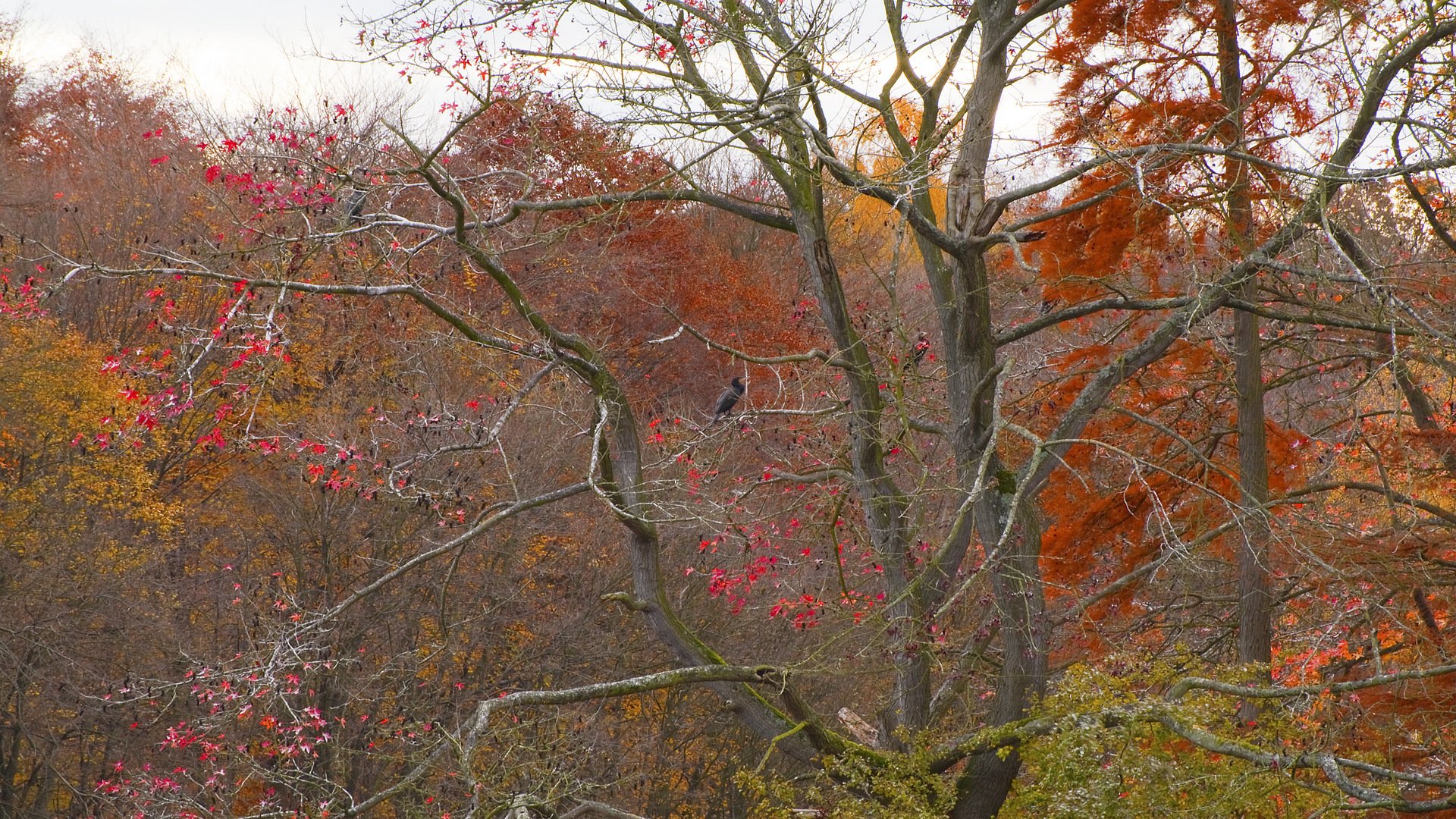 Fonds d'cran Nature Saisons - Automne Ile aux oiseaux - 2