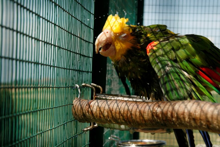 Fonds d'cran Animaux Oiseaux - Perroquets Le bain