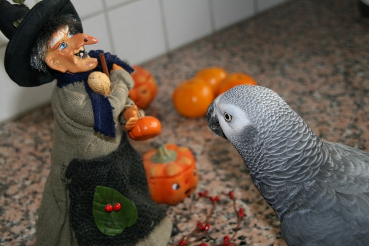 Fonds d'cran Animaux Oiseaux - Perroquets Halloween