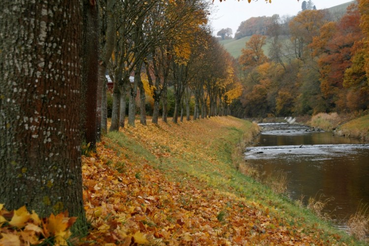 Fonds d'cran Nature Saisons - Automne Aux feuilles de l'eau