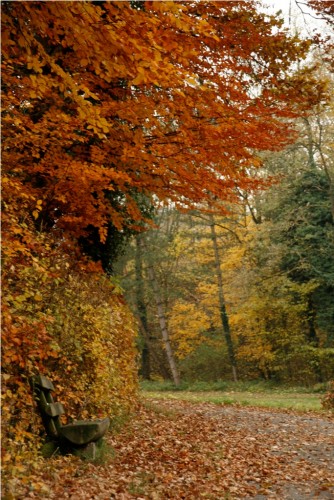 Fonds d'cran Nature Saisons - Automne Le banc