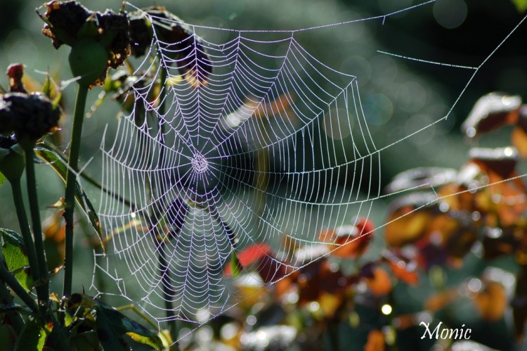 Fonds d'cran Animaux Araignes Wallpaper N271529