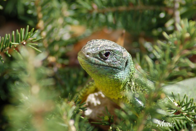 Fonds d'cran Animaux Lzards - Iguanes Wallpaper N271534