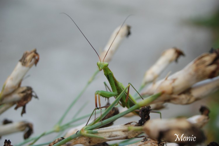 Fonds d'cran Animaux Insectes - Mantes religieuses Wallpaper N271518