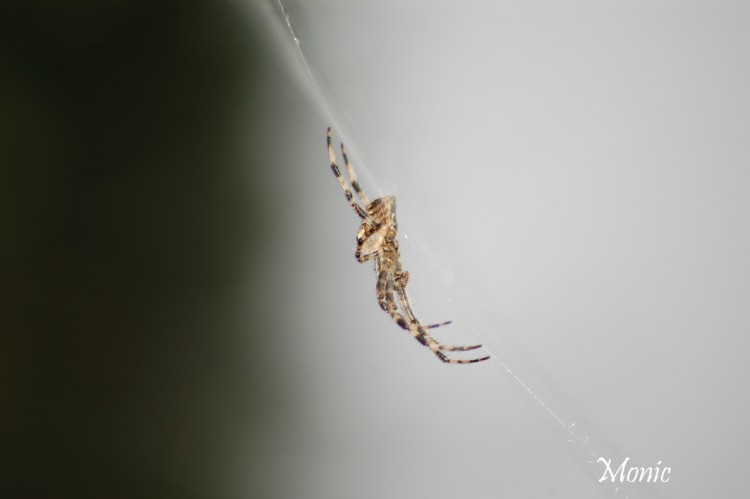 Wallpapers Animals Spiders Wallpaper N271519