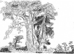 Wallpapers Art - Pencil Arbres Simples