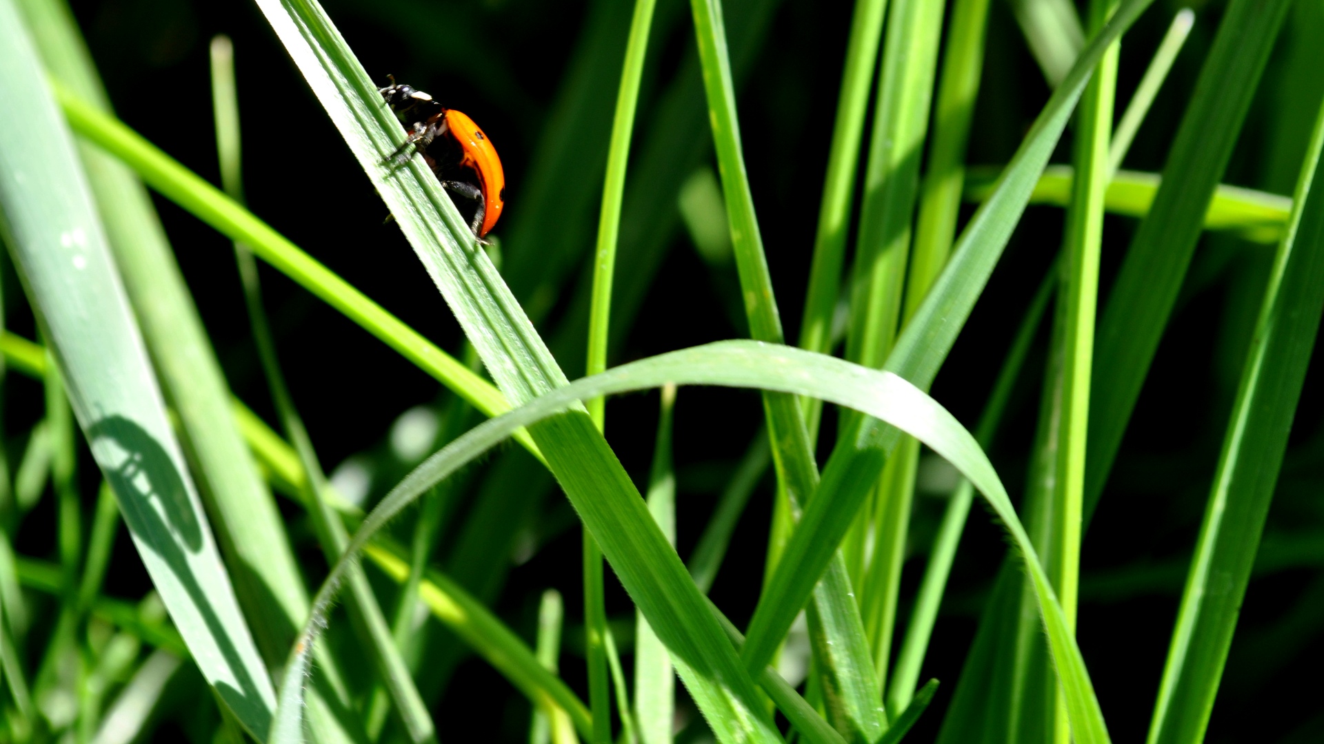 Fonds d'cran Animaux Insectes - Coccinelles COCCINELLE ET OMBRE ETRANGE ...