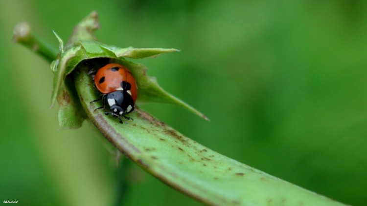 Fonds d'cran Animaux Insectes - Coccinelles COCCINELLE NATURE ...