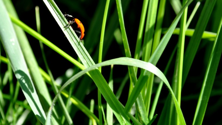 Fonds d'cran Animaux Insectes - Coccinelles COCCINELLE ET OMBRE ETRANGE ...