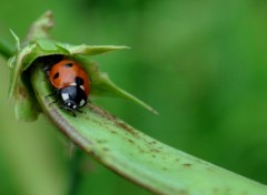 Wallpapers Animals COCCINELLE NATURE ...