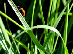 Fonds d'cran Animaux COCCINELLE ET OMBRE ETRANGE ...