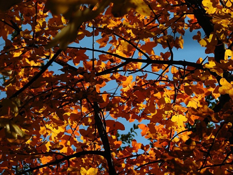 Wallpapers Nature Leaves - Foliage Feuilles d'rable 