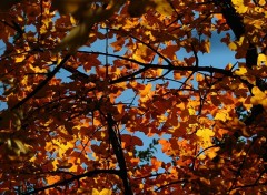 Fonds d'cran Nature Feuilles d'rable 