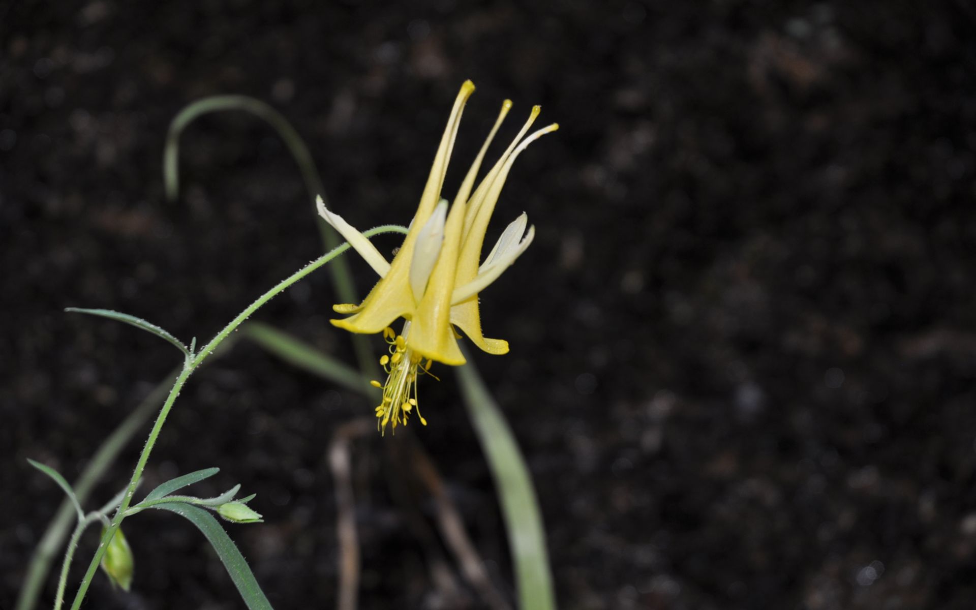 Fonds d'cran Nature Fleurs 