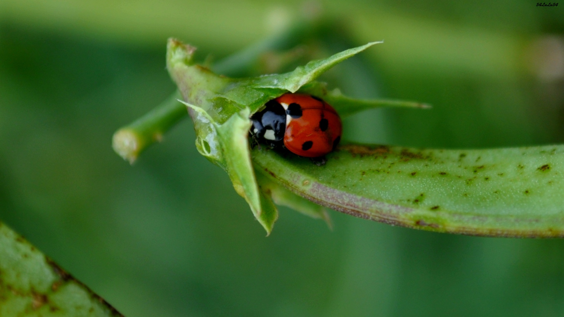 Fonds d'cran Animaux Insectes - Coccinelles COCCINELLE LE RETOUR !!! ^^