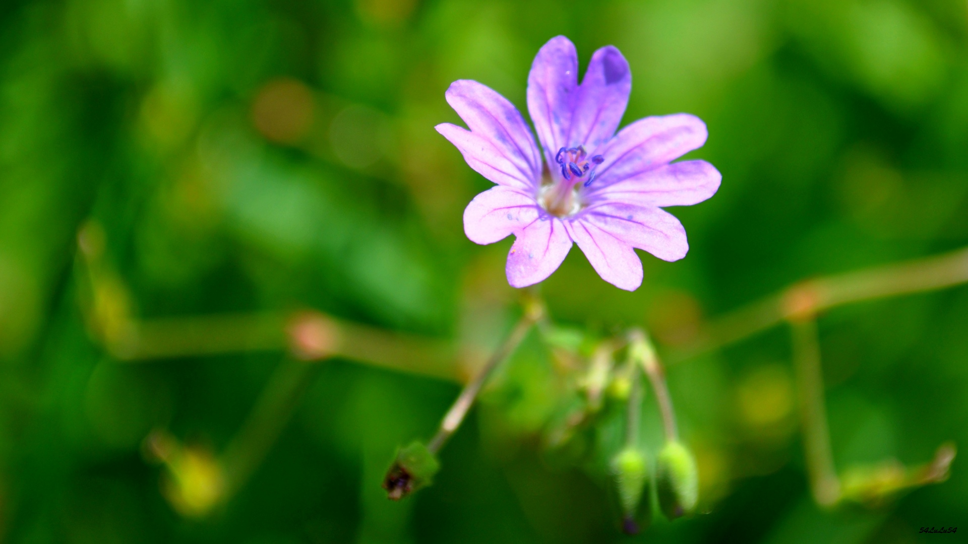 Fonds d'cran Nature Fleurs 