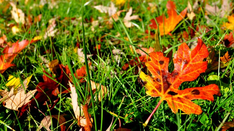 Fonds d'cran Nature Saisons - Automne a la faveur de l'automne ...