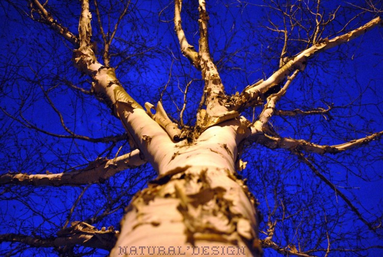 Fonds d'cran Nature Arbres - Forts bouleau sous fond de bleu 