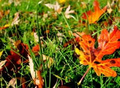 Fonds d'cran Nature a la faveur de l'automne ...