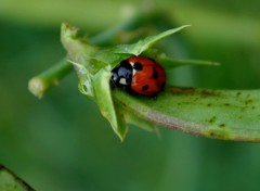 Wallpapers Animals COCCINELLE LE RETOUR !!! ^^