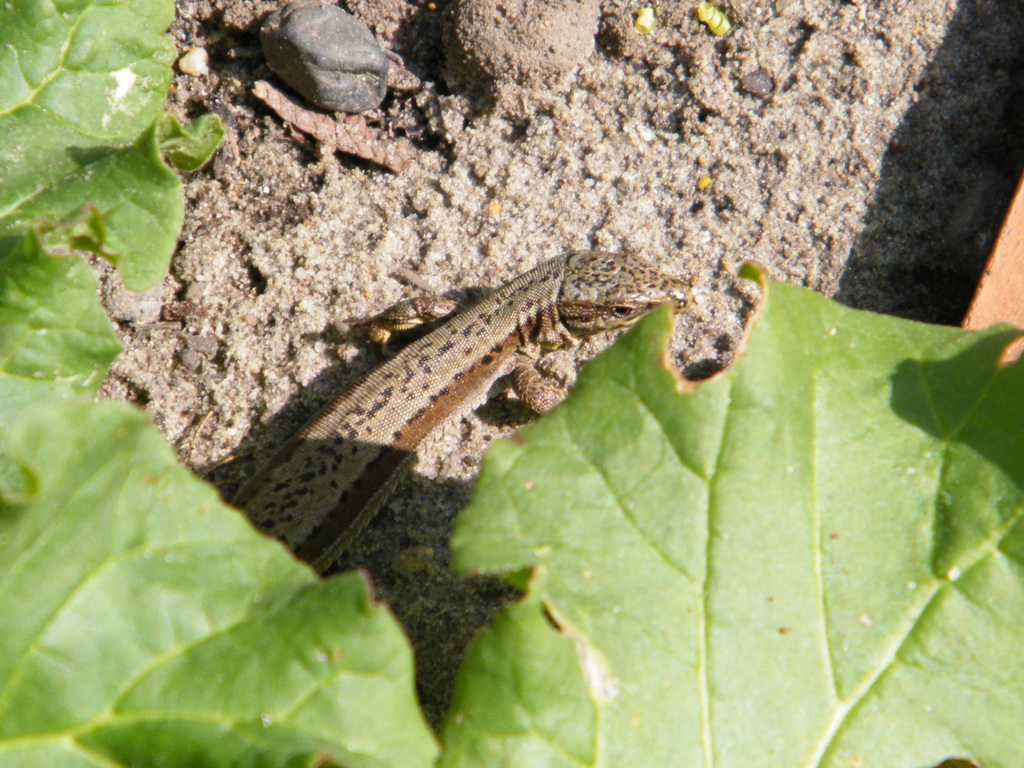 Fonds d'cran Animaux Lzards - Iguanes 