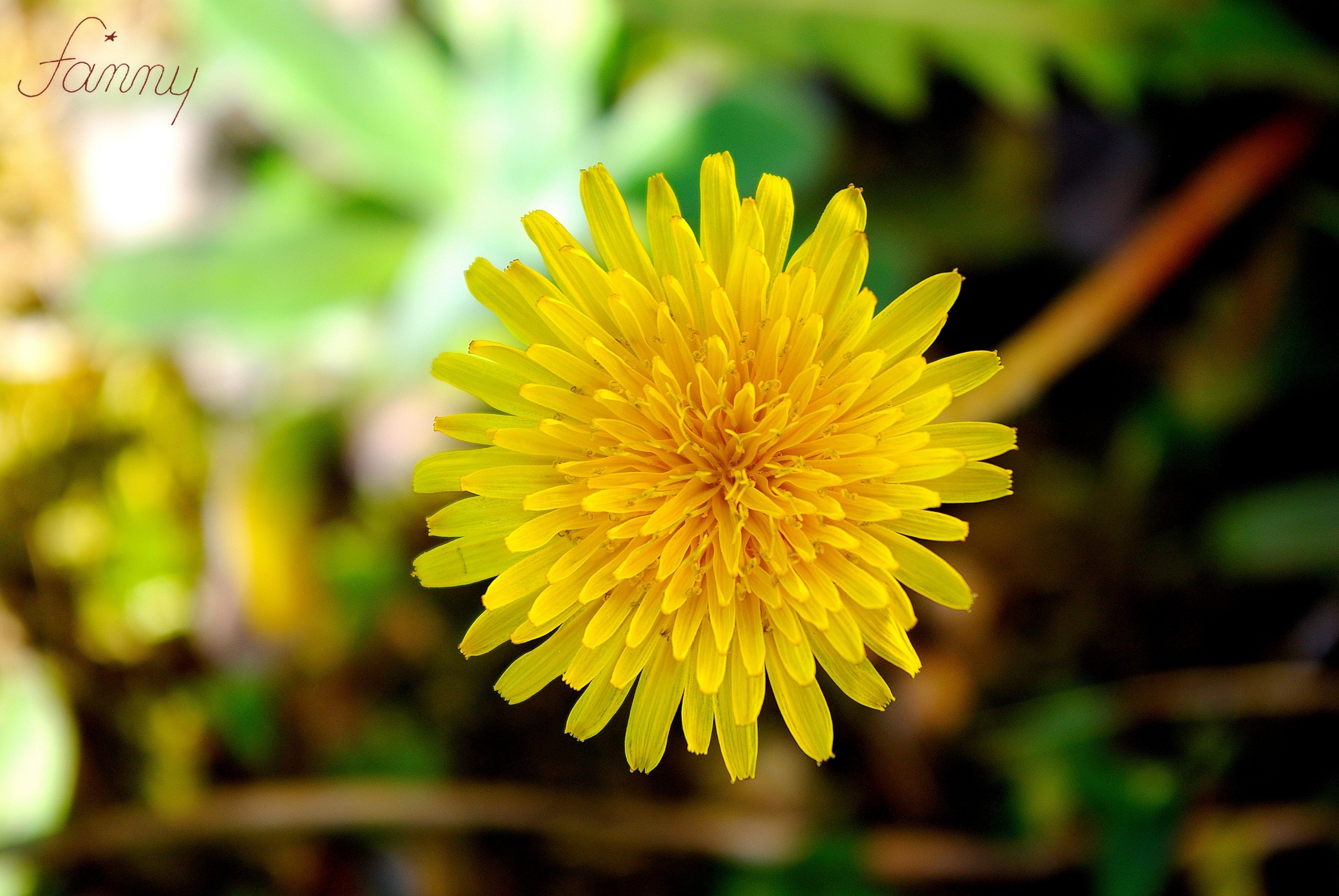 Fonds d'cran Nature Fleurs 