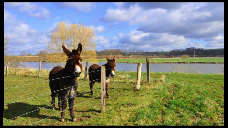 Wallpapers Animals Donkeys nes ne dans la nature ...