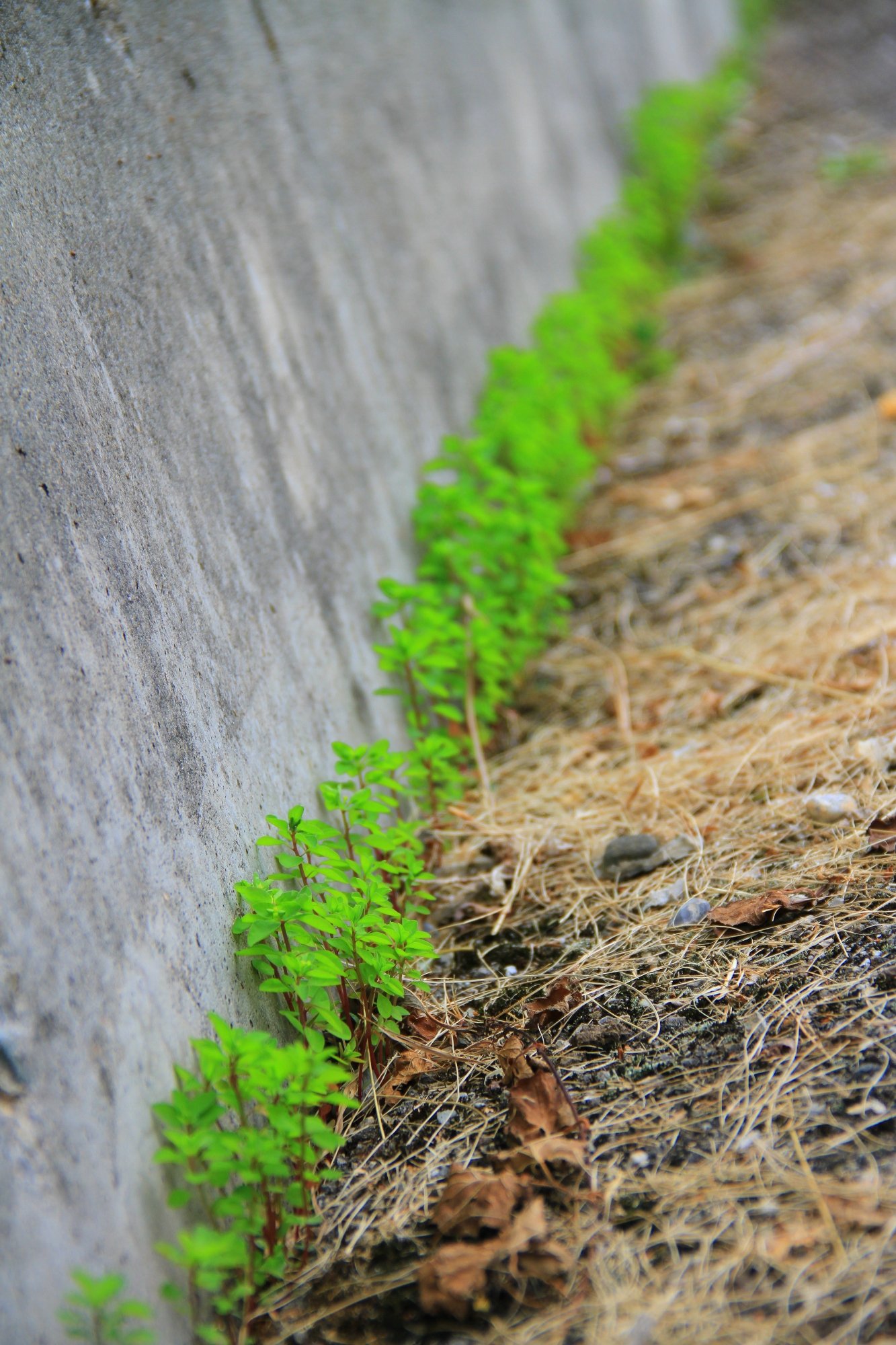 Fonds d'cran Nature Herbes Mauvaises herbes