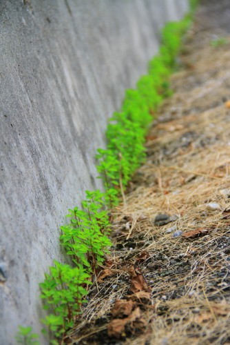 Fonds d'cran Nature Herbes Mauvaises herbes