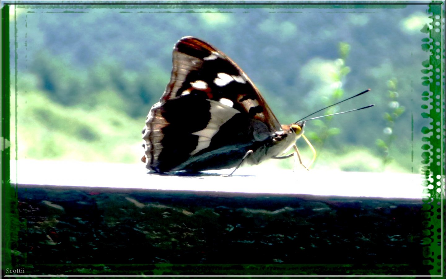 Fonds d'cran Art - Numrique Animaux L'Effet Papillon