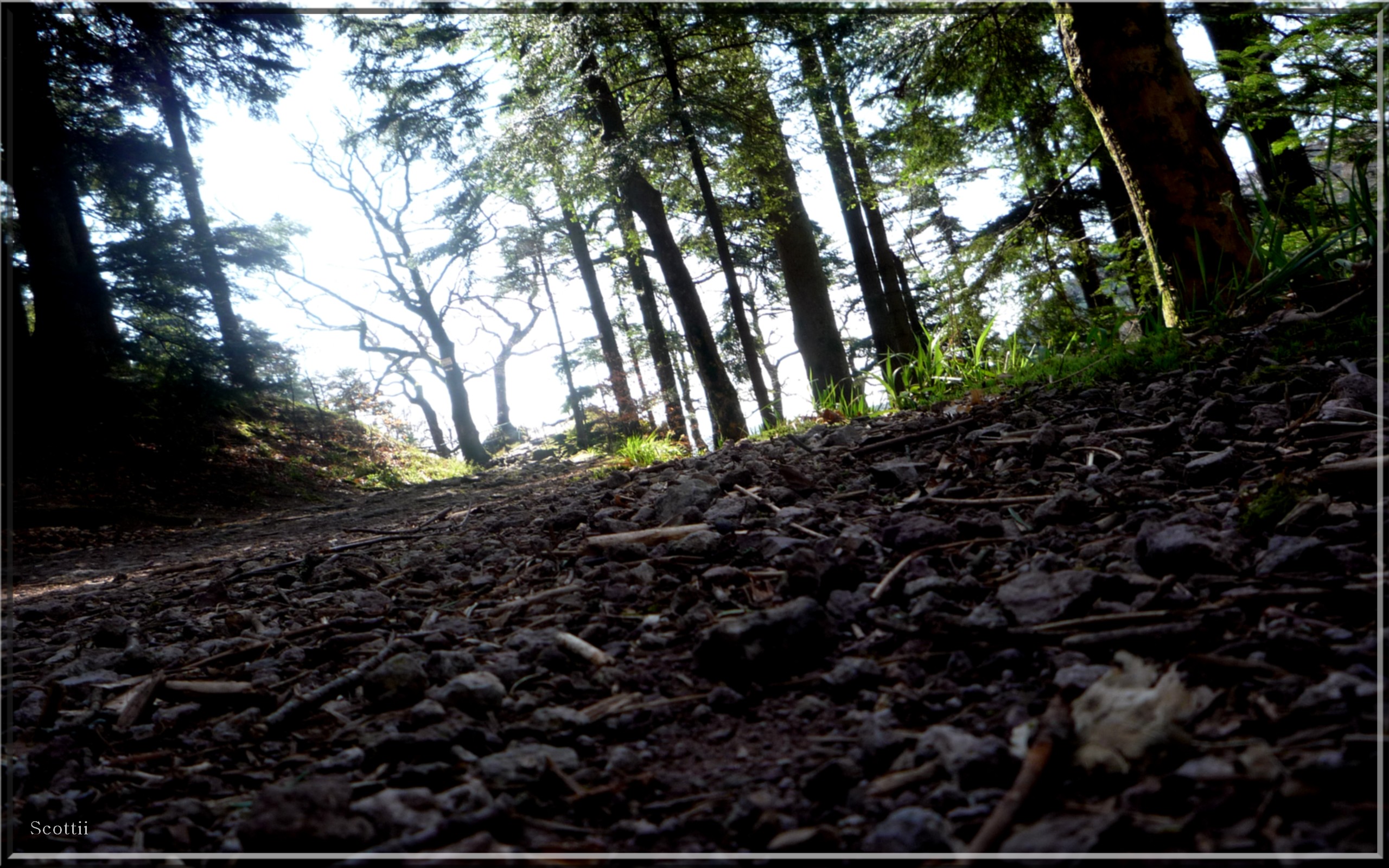 Fonds d'cran Nature Arbres - Forts La Montagne