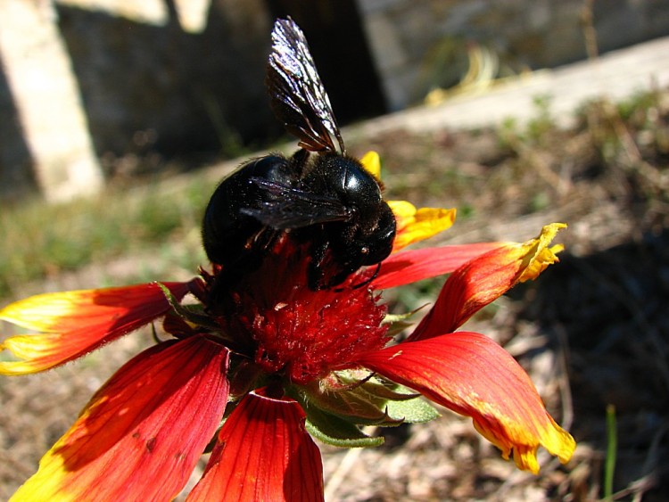 Wallpapers Animals Insects - Bees, Wasps dernier pollen