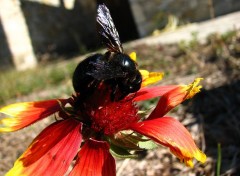 Fonds d'cran Animaux dernier pollen